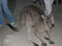 Alpha male kangaroo tolerates human visitors
