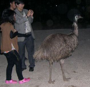 Emu stalks calmly among nighttime visitors