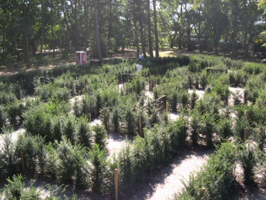 Tree maze