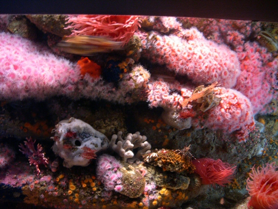 Coral at aquarium